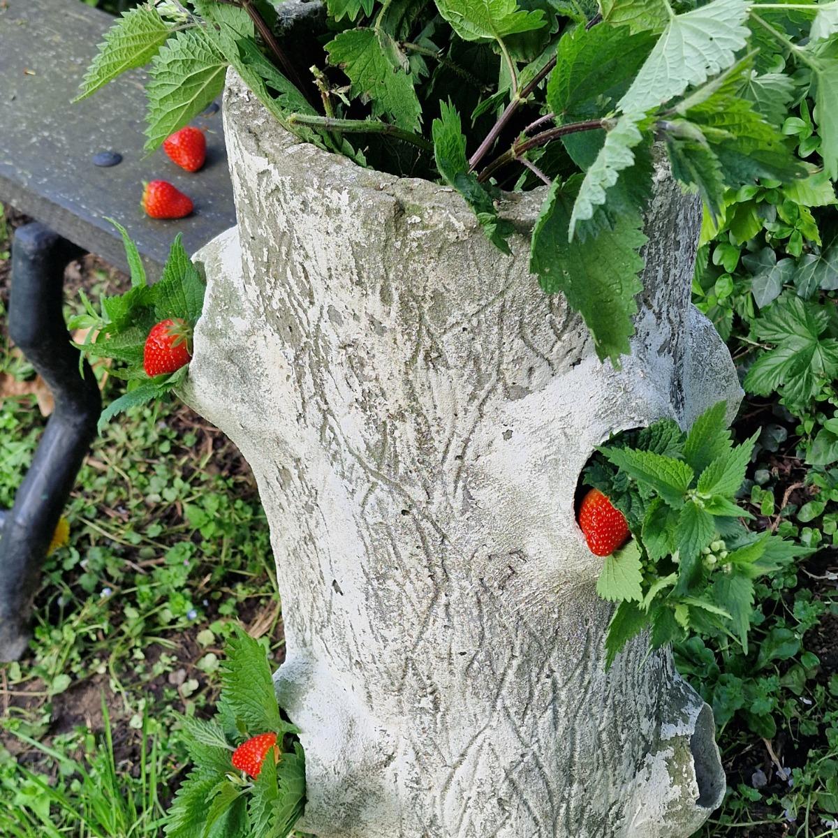 Faux-bois strawberry planter